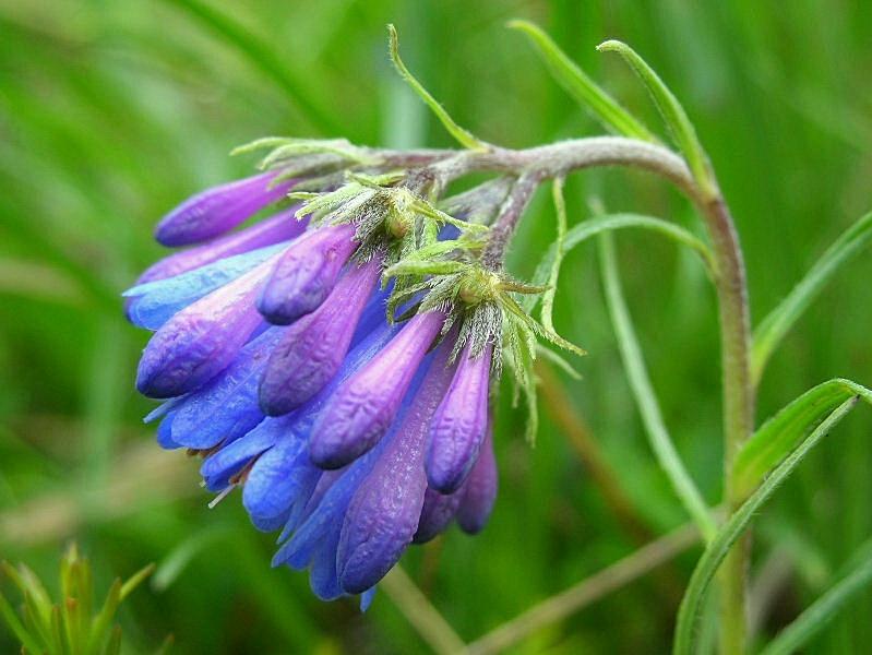 Moltkia suffruticosa subsp. suffruticosa / Erba perla rupestre